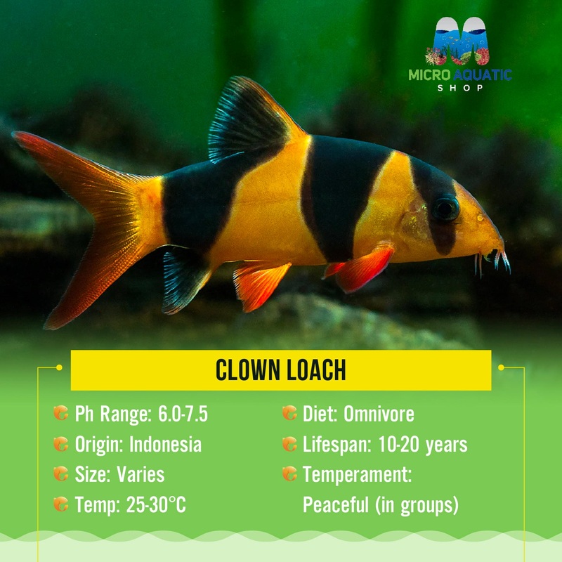 Clown Loach 4cm