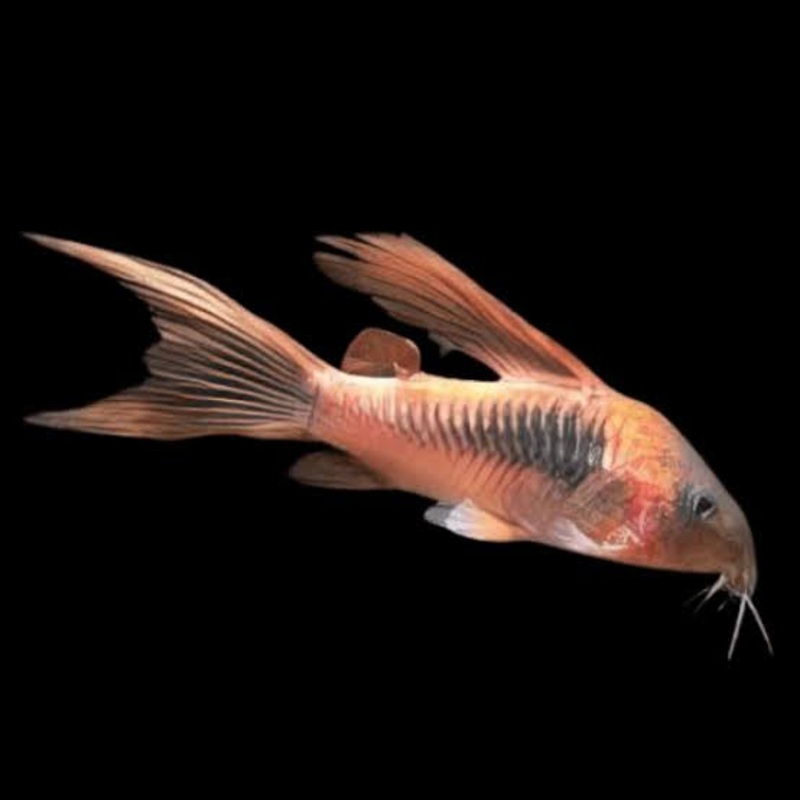 Corydoras - Bronze