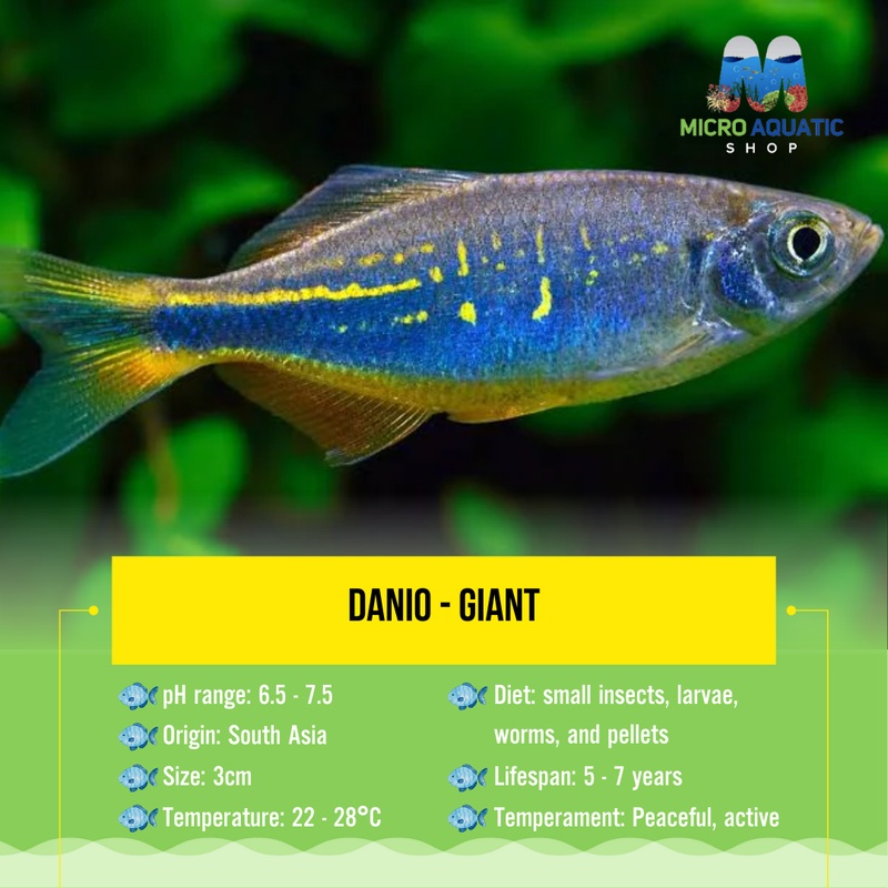 Danio - Giant 3cm