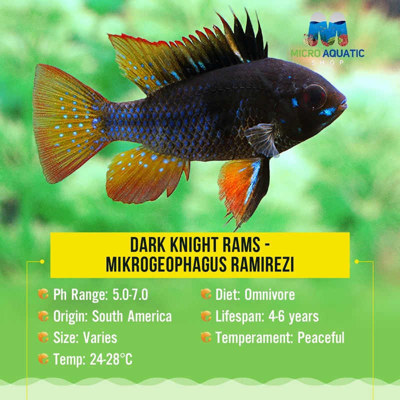 Dark Knight Rams - Mikrogeophagus ramirezi