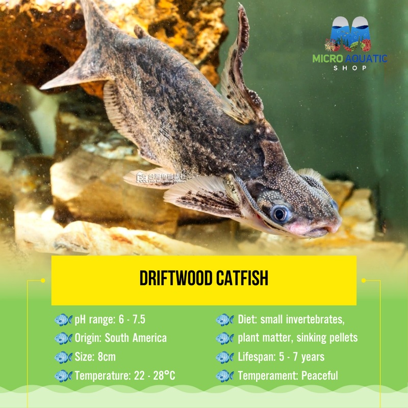 Driftwood Catfish 12cm Show