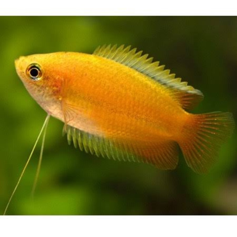 Dwarf Golden Honey Gourami 4cm