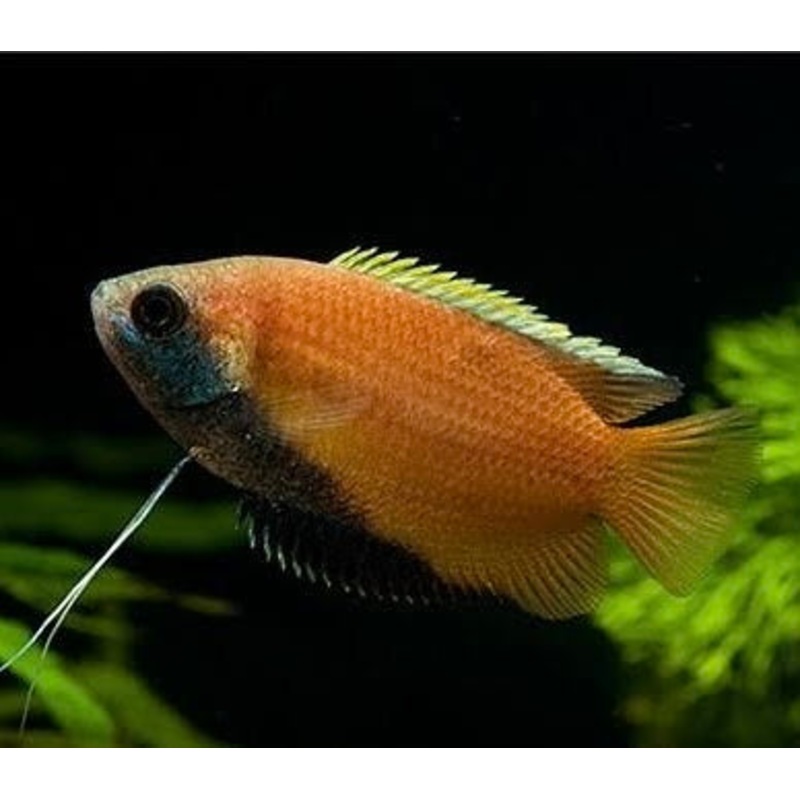 Dwarf Honey Gourami 4cm