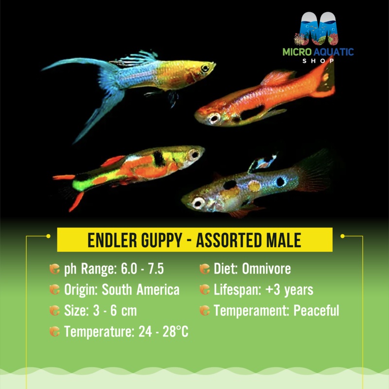 Endler Guppy - Assorted Male 2cm