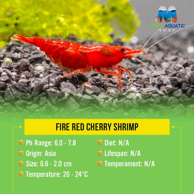 Fire Red Cherry Shrimp