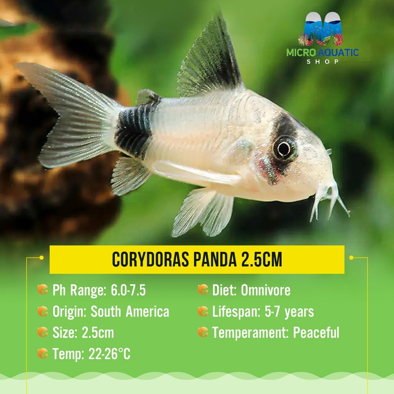 Flash Sale Corydoras Panda 3cm