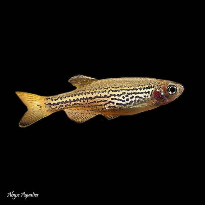 Flash Sale Leopard Danio - Leopard 3cm