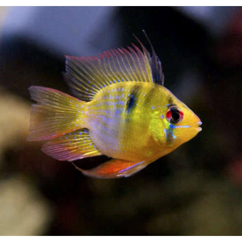 German Balloon Ram (Microgeophagus ramirezi) 3cm Show