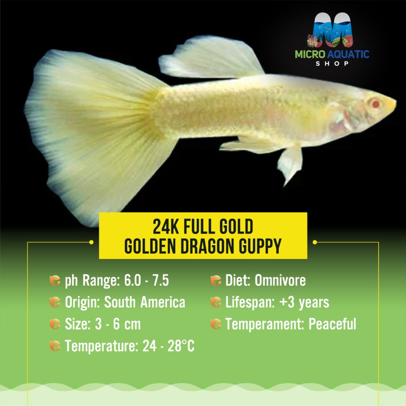 Guppy- 24k Full Gold Pair