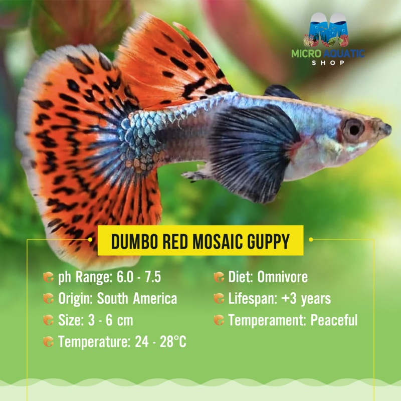 Guppy- Dumbo Red Mosaic