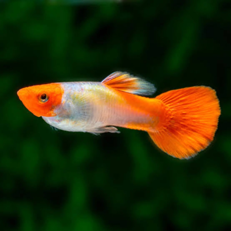 Guppy - Golden Koi