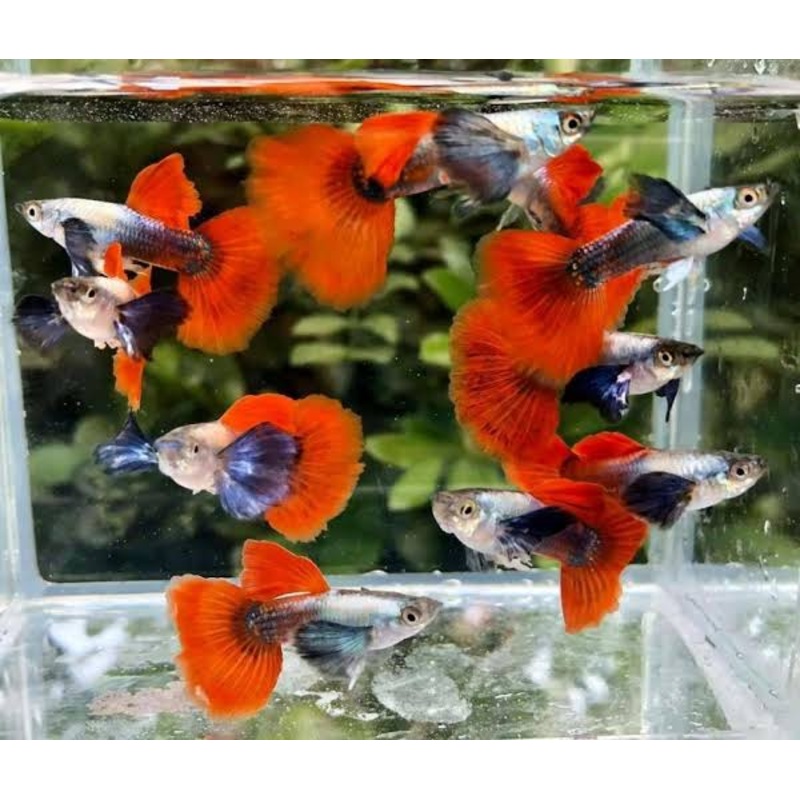 Guppy - Platinum Dumbo Ear Pair