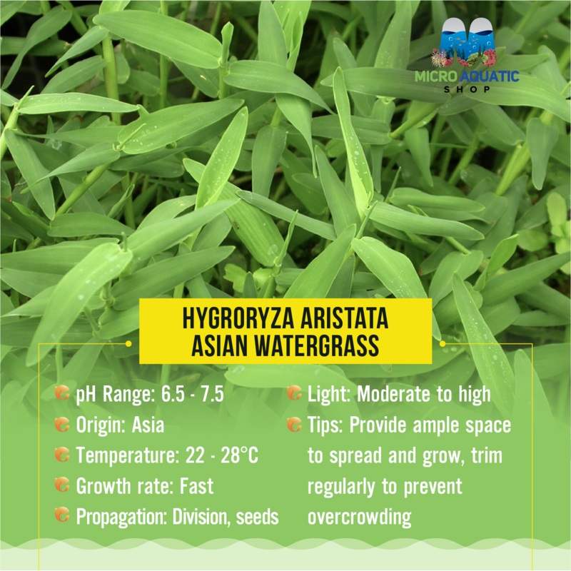 Hygroryza aristata - Floating Water Bamboo