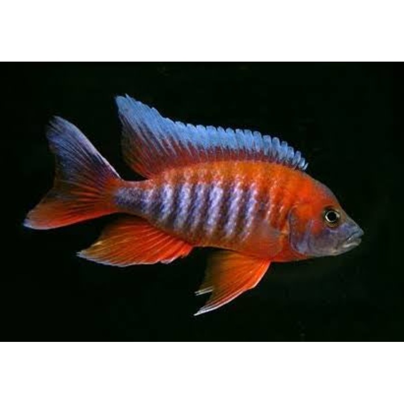 Jacob Eureka Red Firebird Peacock Cichlid 5cm