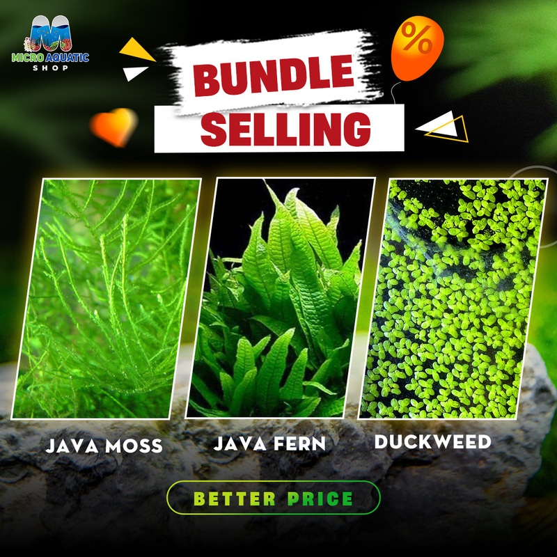 Java Fern X Duckweed X Java Moss: Special Bundle