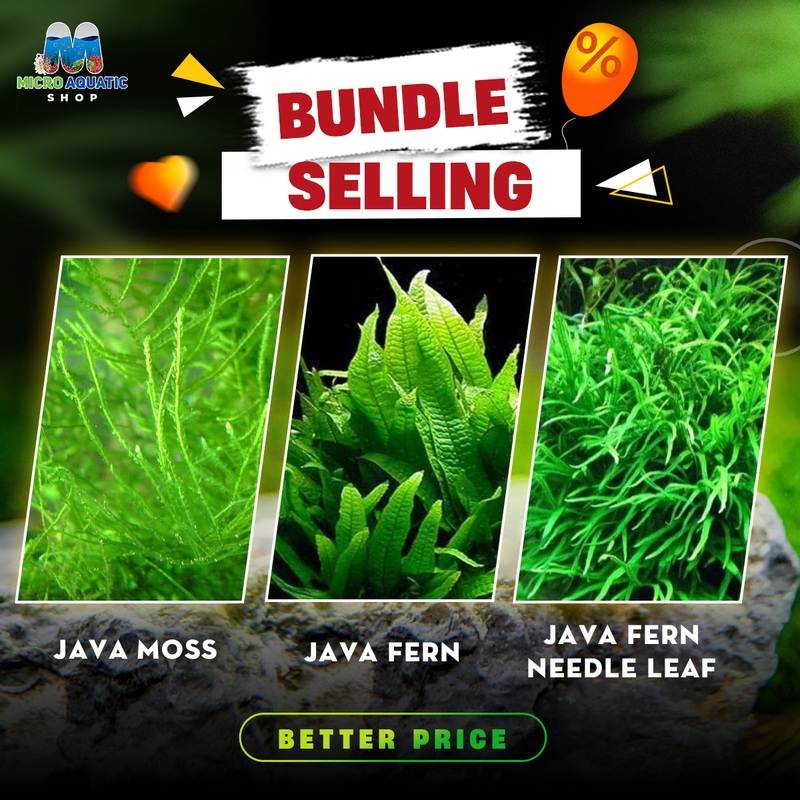 Java Moss X Java Fern X Java Fern Needle Leaf : The Special Bundle