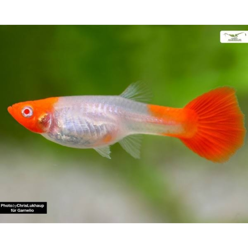 Koi Female Guppy 2cm