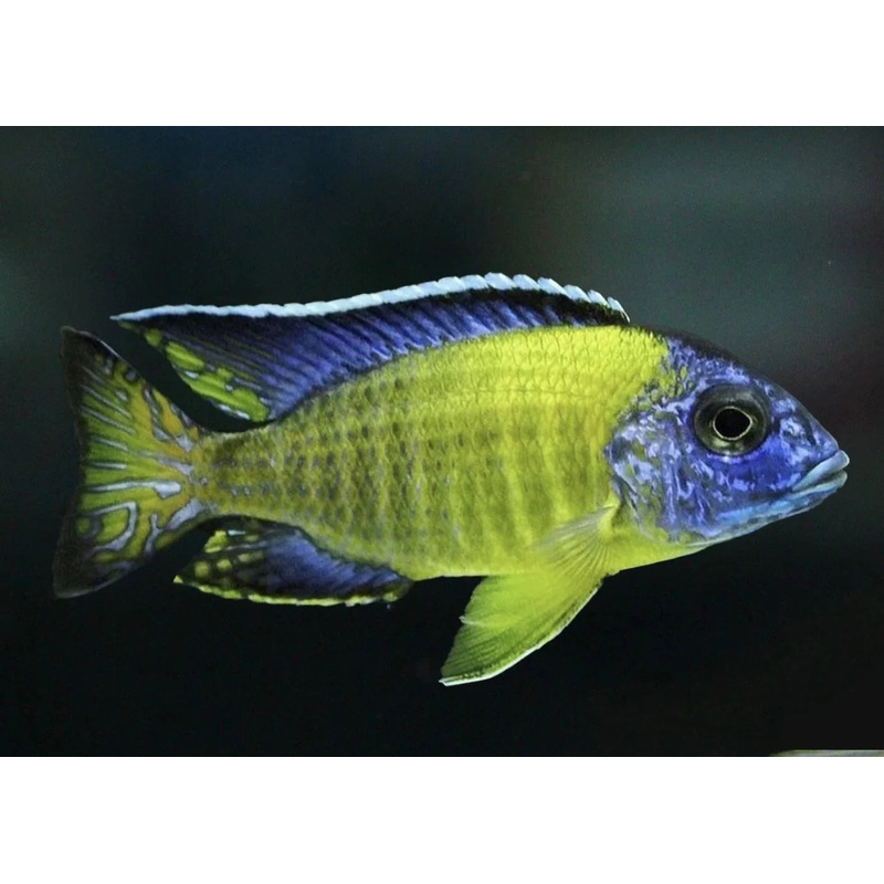 Lemon Jake Peacock Cichlid