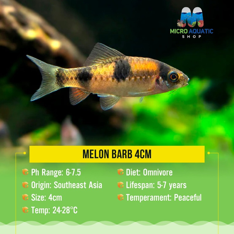 Melon Barb 4cm