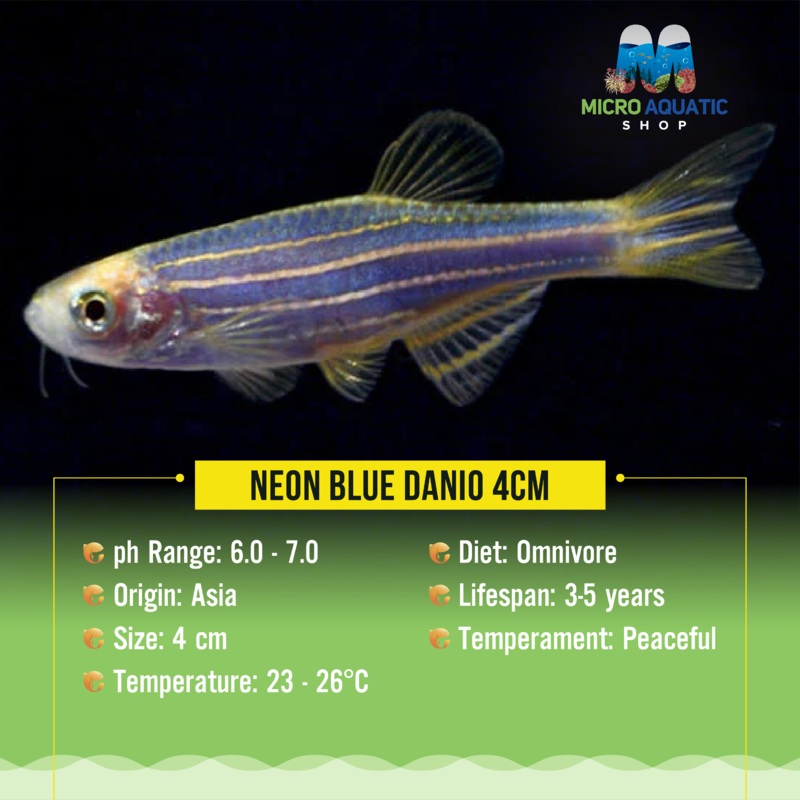 Neon Blue Danio 4cm
