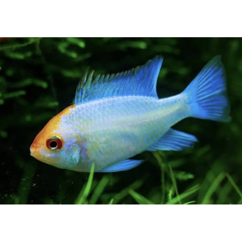 Neon Blue Ram Golden Head (Microgeophagus ramirezi) 3cm