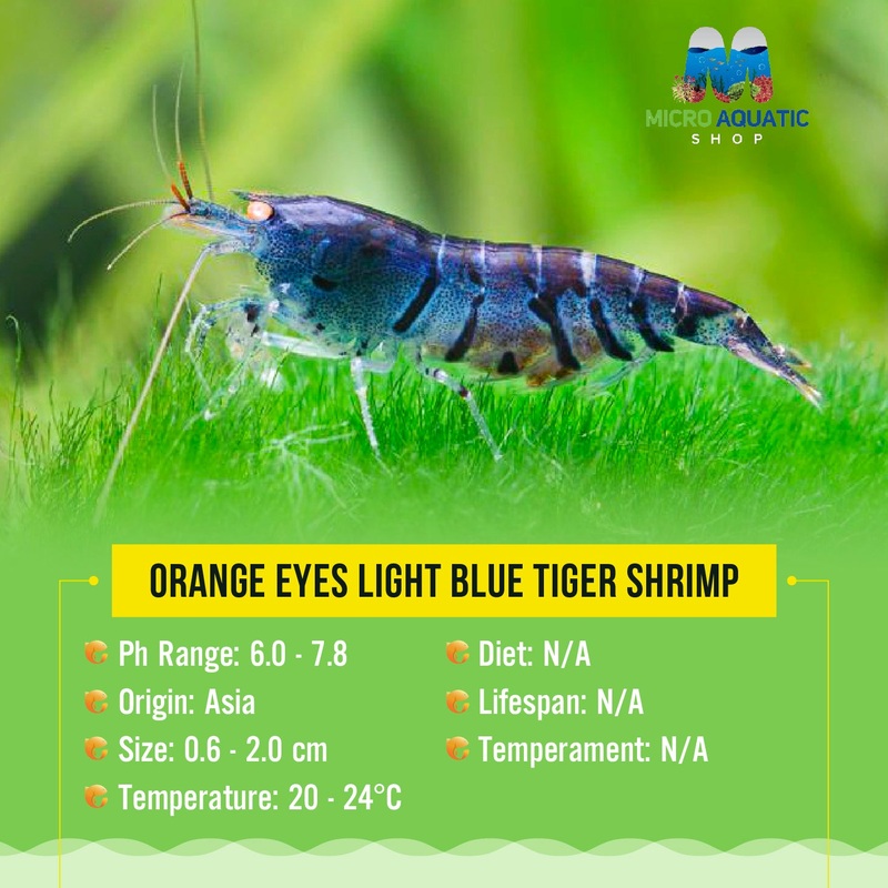 Oebt-Orange Eyes Light Blue Tiger Shrimp