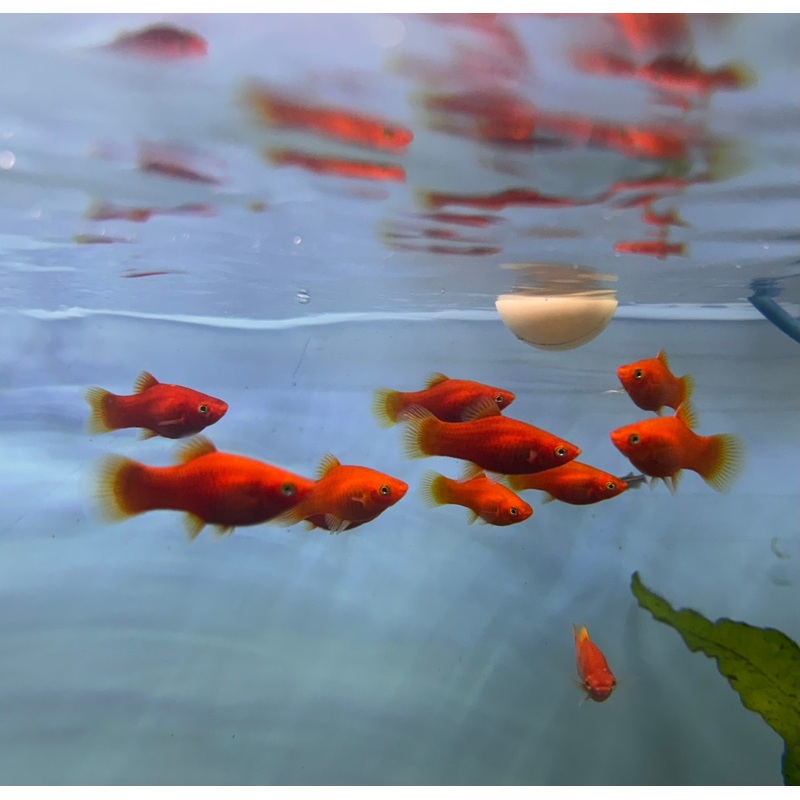 Platies - Blood red  Platy (Xiphophorus variatus) 3cm