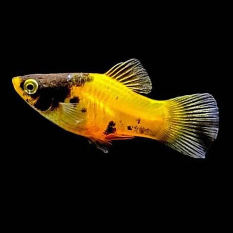 Platies- Bumble Bee Yellow