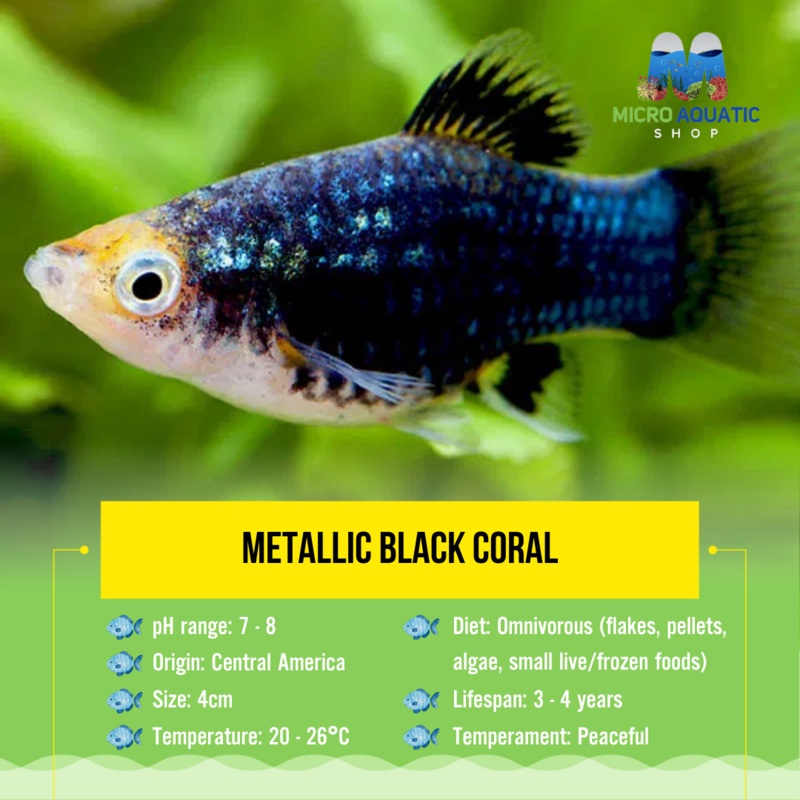Platies - Metallic Black Coral 4cm Show