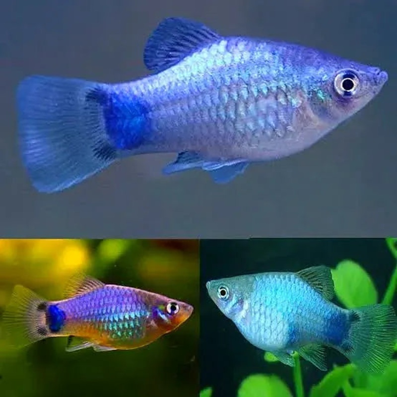 Platies  Mickey Mouse Platy (Xiphophorus maculatus)