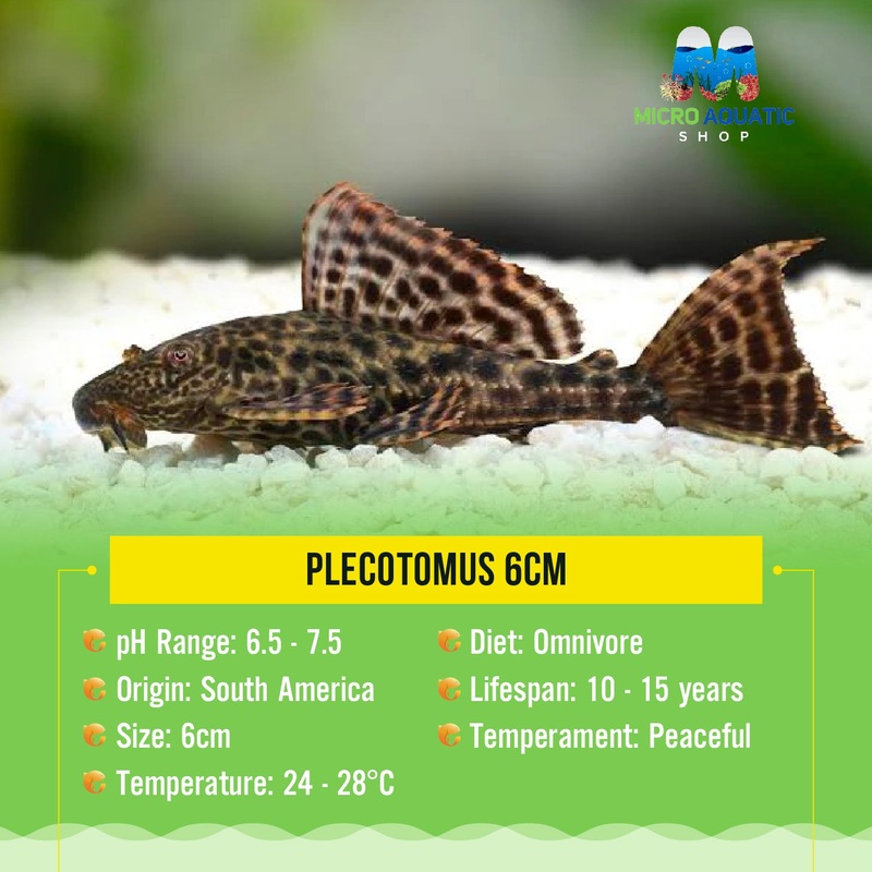 Plecotomus Sailfin L165/L083 6cm