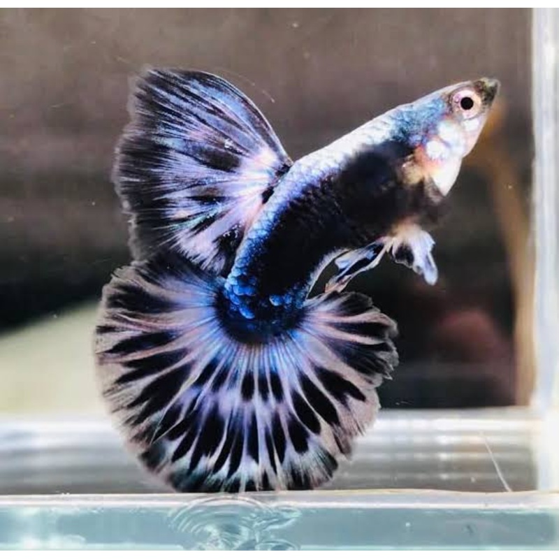 Premium High Dorsal Blue Ivory Snakeskin Guppy ( Pair )