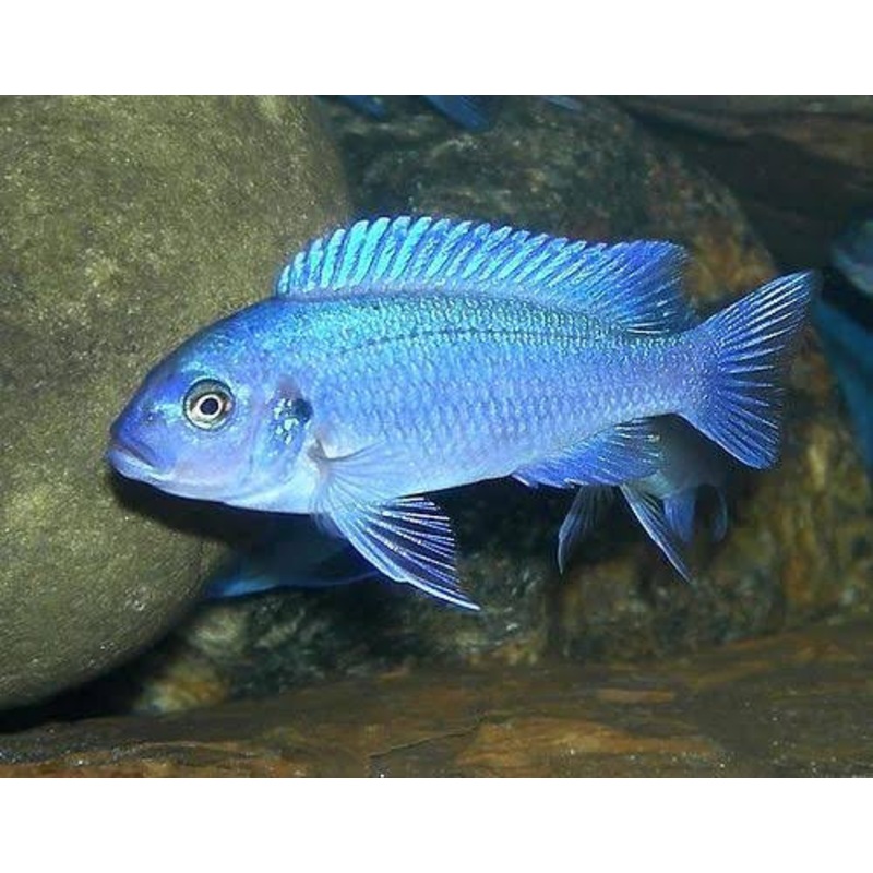 Ps. zebra Cichlid - Cobalt Blue 5cm