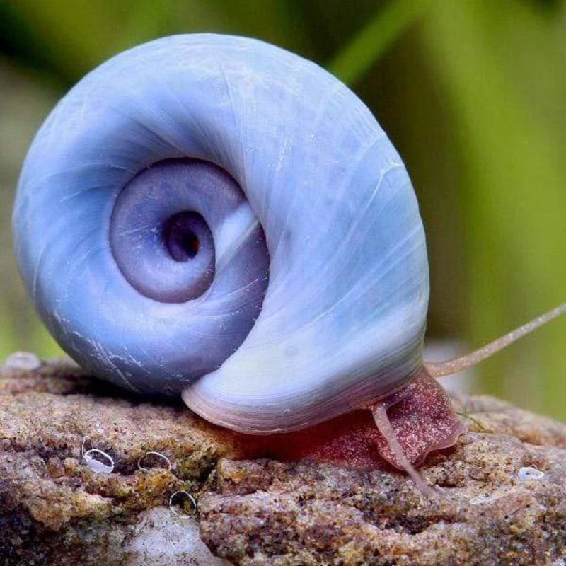 Ramshorn Snail - Blue - Blue leopard