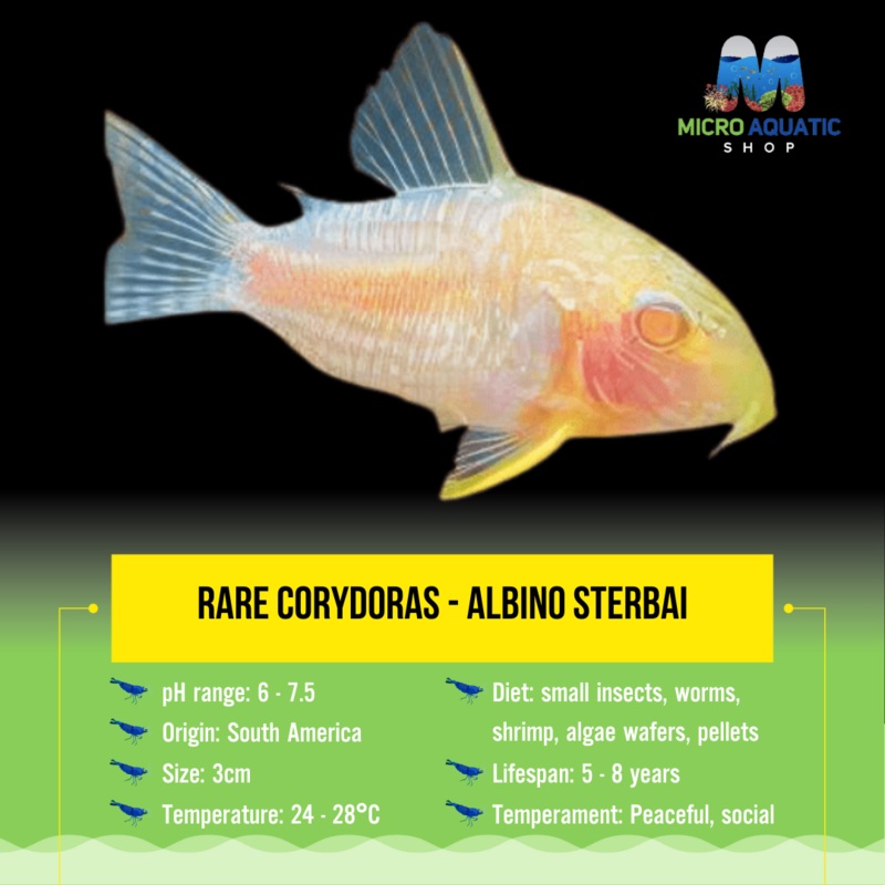 Rare Corydoras - Albino Sterbai 3cm