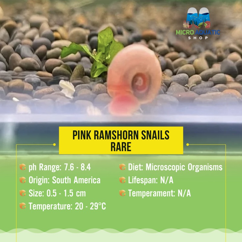 Rare Ramshorn Snail - Pink