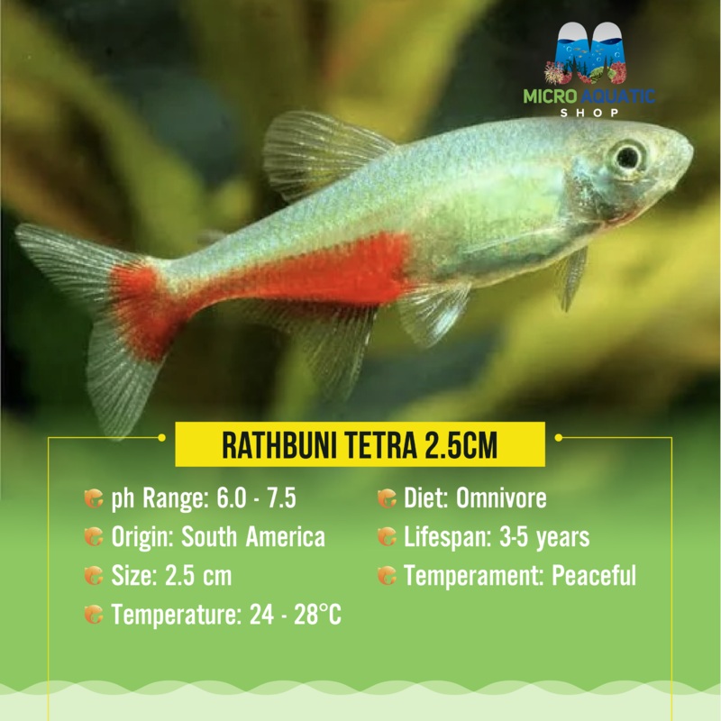Rathbuni Tetra 2.5cm