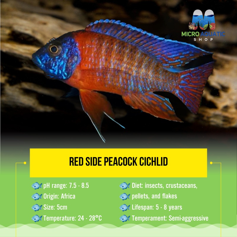 Red Side Peacock Cichlid 5cm