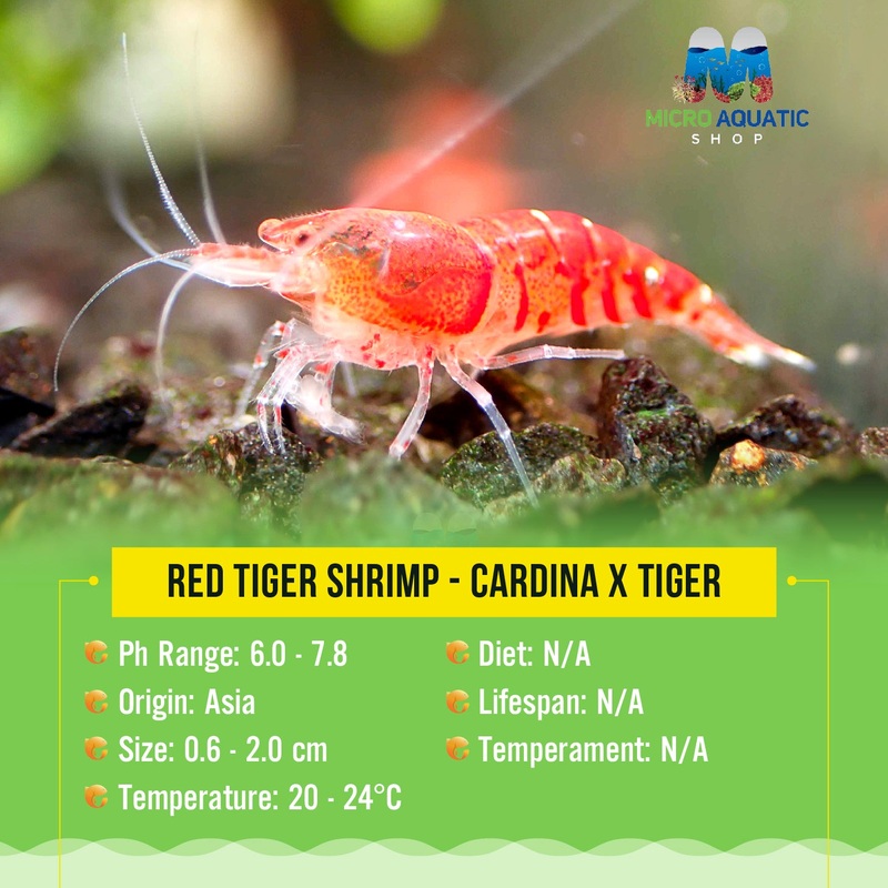 Red Tiger Shrimp - Cardina x Tiger