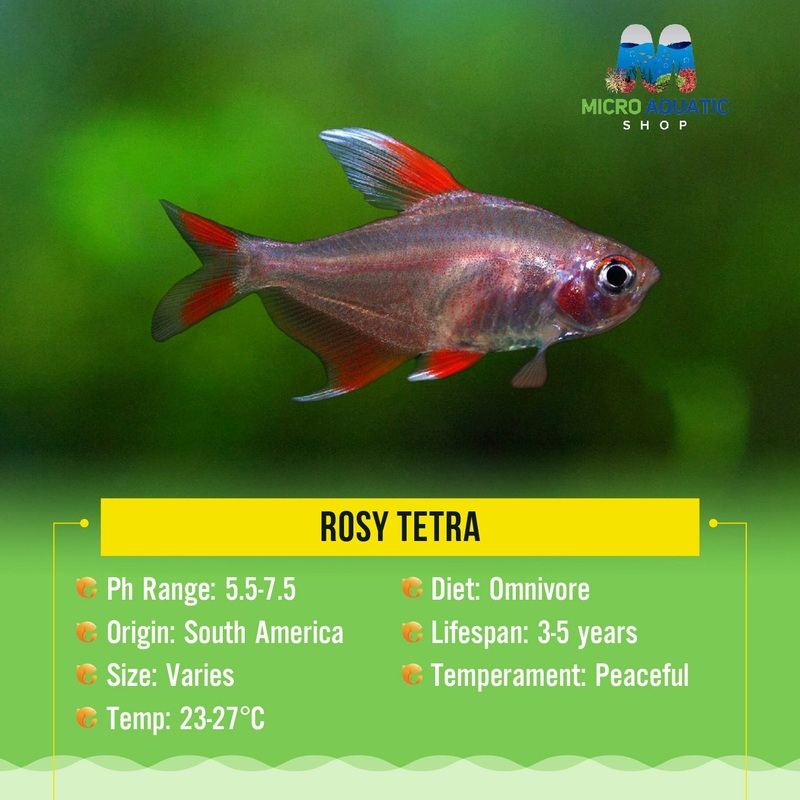 Rosy Tetra 3cm