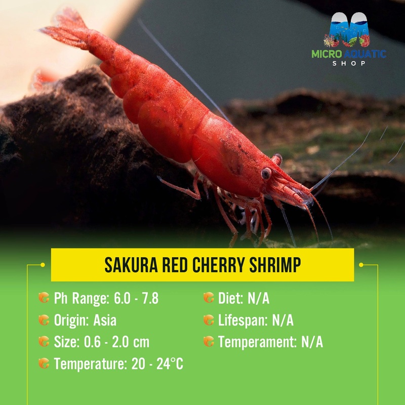 Sakura Red Cherry Shrimp