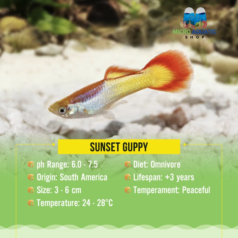 Sunset Guppy