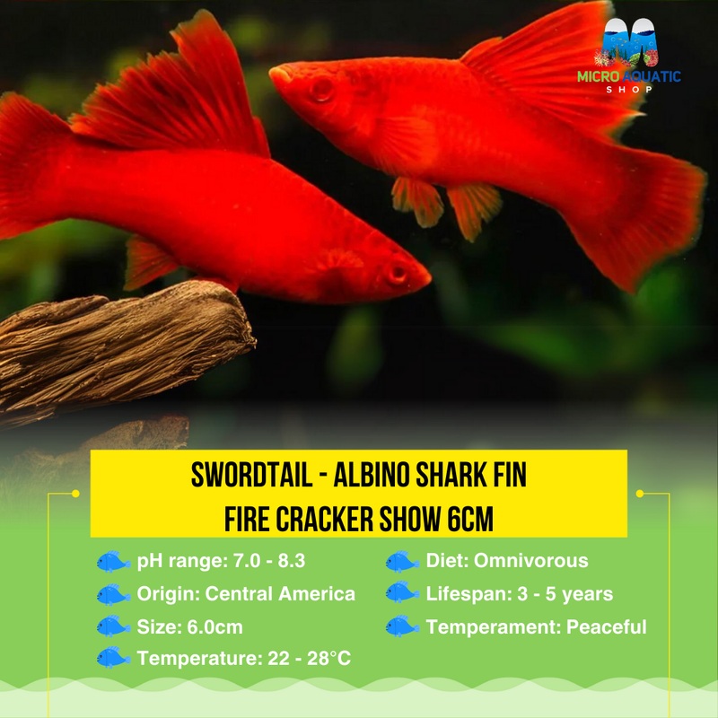 Swordtail - Albino Shark fin Fire Cracker (Xiphophorous hellerii)