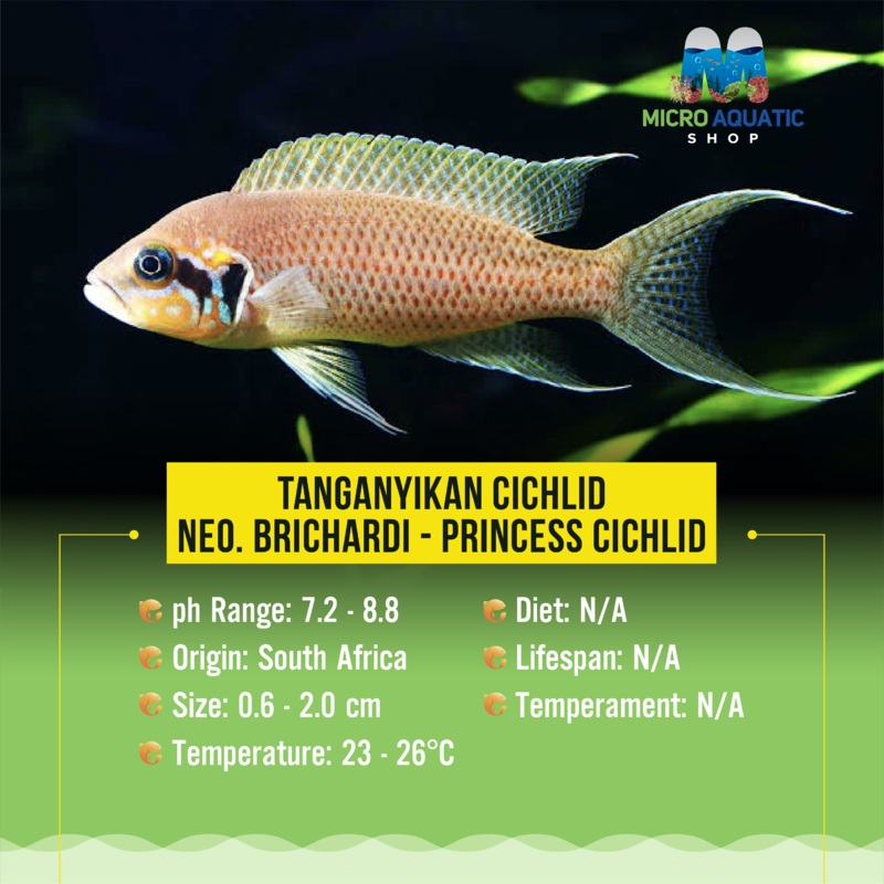 Tanganyikan Cichlid  Neo. Brichardi - Princess Cichlid 4cm