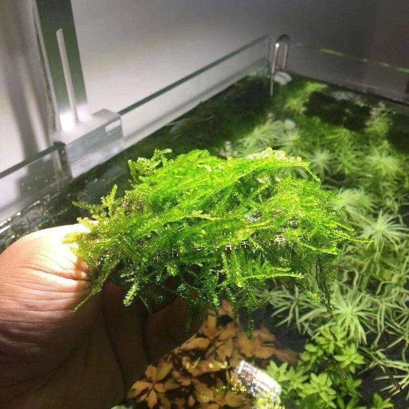 Vesicularia ferriei 'Weeping moss'