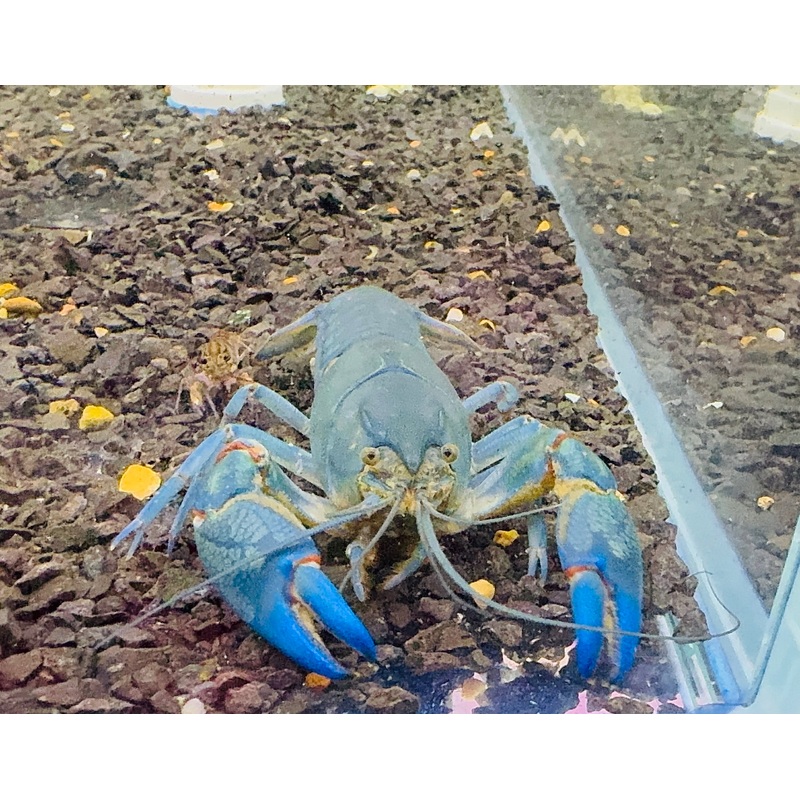 Yabbie  Blue Claw Yabby / Crayfish 6cm