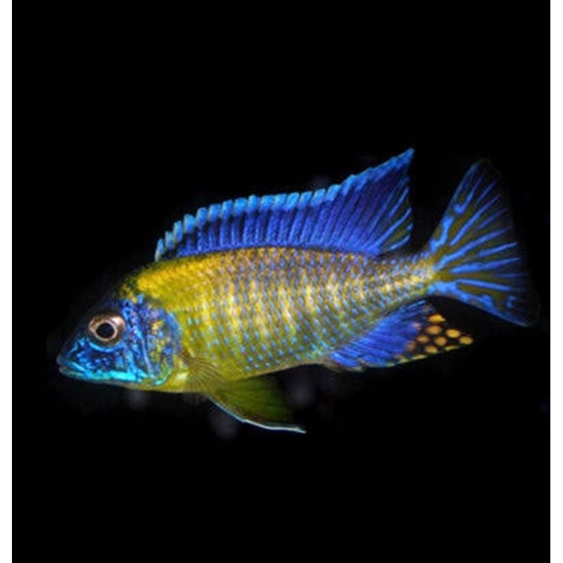 African Cichlid - Neon Blue Peacock 5cm