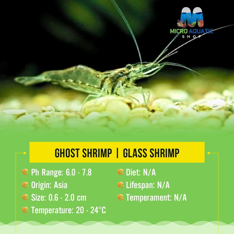 Algae Eater Ghost Shrimp