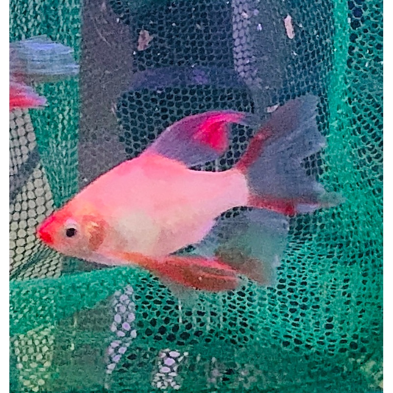 Barb  Longfin Platinum/Gold Barbs (Puntius tetrazona) 4cm