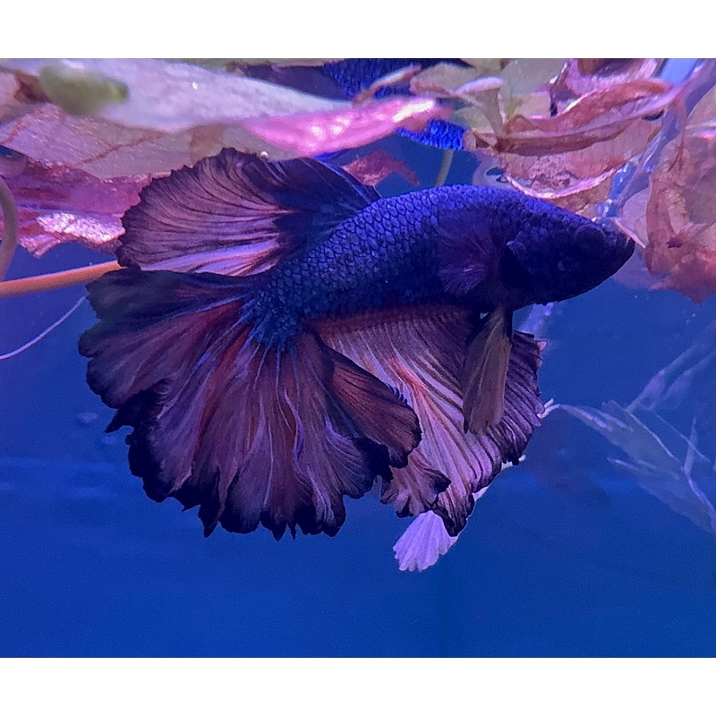 Betta Male - Dark Knight A2